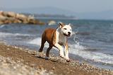 AMSTAFF  PUPPIES 028